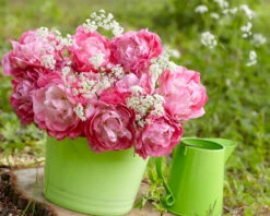 Tulip 'Double Sugar' 22 Tulip 'Double Sugar' -Flowers Sales Store tulip double sugar 6