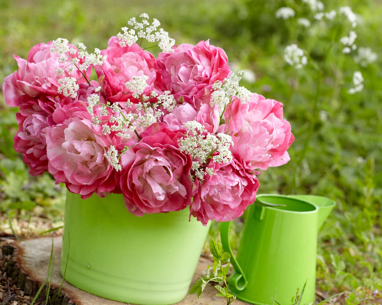 Tulip 'Double Sugar' 6 Tulip 'Double Sugar' - Image 4