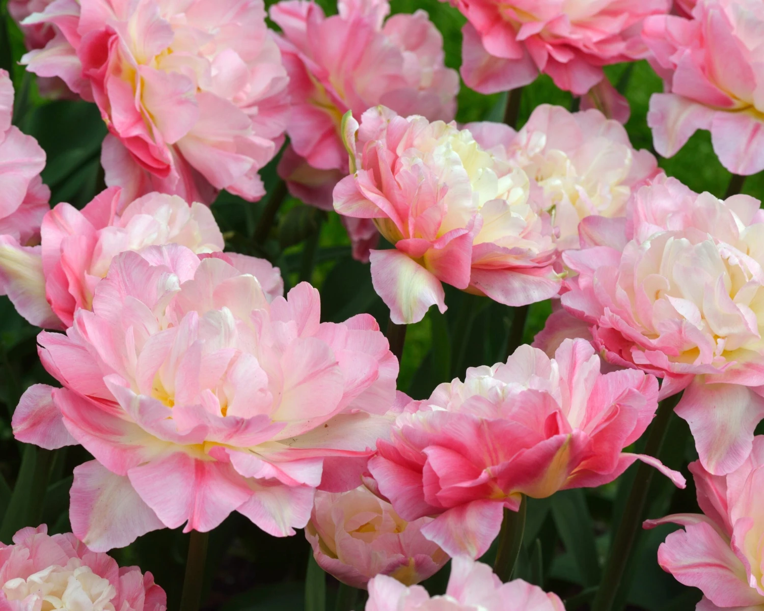 Tulip 'Double Sugar' 14 Tulip 'Double Sugar' - Image 12