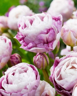 Tulip 'Double Surprise' 16 Tulip 'Double Surprise' -Flowers Sales Store tulip double surprise 2