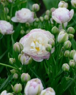 Tulip 'Double Surprise' 17 Tulip 'Double Surprise' -Flowers Sales Store tulip double surprise 7