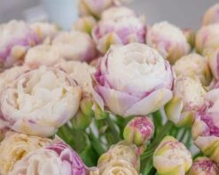 Tulip 'Double Surprise' 15 Tulip 'Double Surprise' -Flowers Sales Store tulip double surprise 9