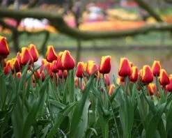 Tulip 'Dow Jones' 13 Tulip 'Dow Jones' -Flowers Sales Store tulip dow jones 11
