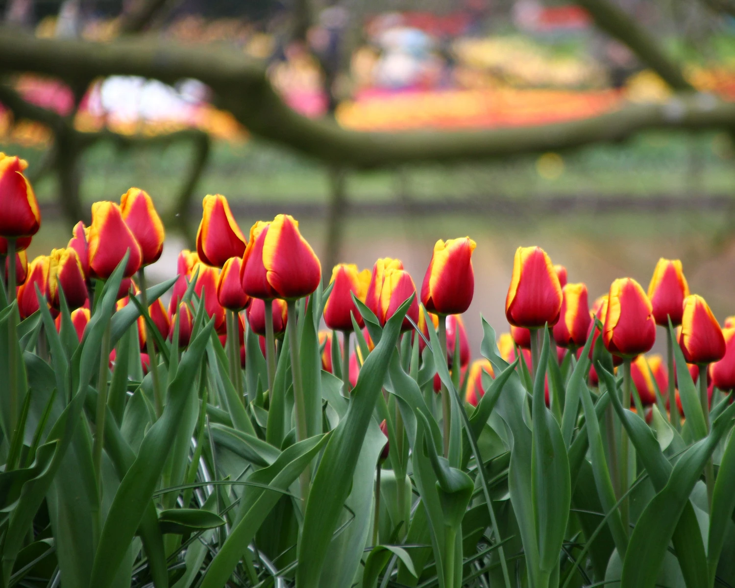 Tulip 'Dow Jones' 5 Tulip 'Dow Jones' - Image 3