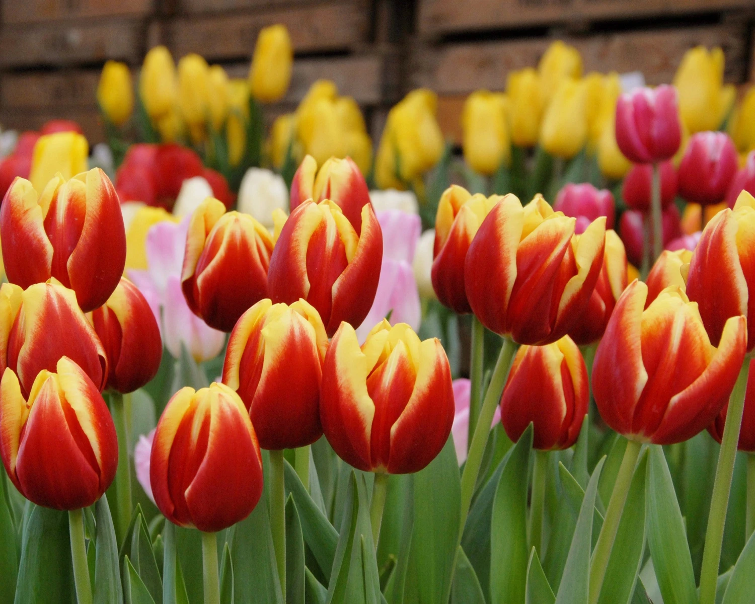 Tulip 'Dow Jones' 6 Tulip 'Dow Jones' - Image 4