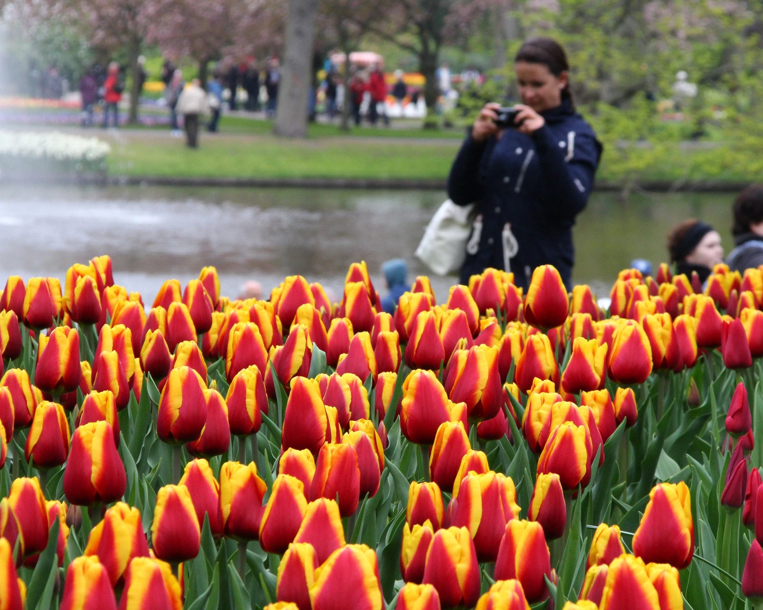 Tulip 'Dow Jones' 7 Tulip 'Dow Jones' - Image 5