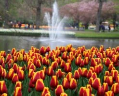 Tulip 'Dow Jones' 18 Tulip 'Dow Jones' -Flowers Sales Store tulip dow jones 8