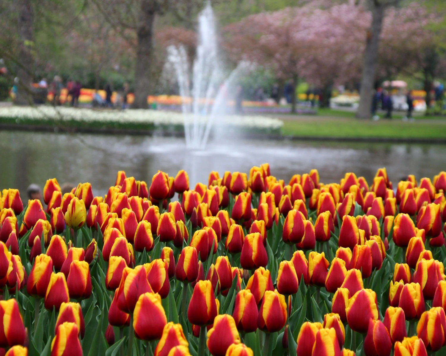 Tulip 'Dow Jones' 10 Tulip 'Dow Jones' - Image 8