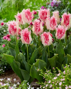Tulip 'Drakensteyn' -Flowers Sales Store tulip drakensteyn 3