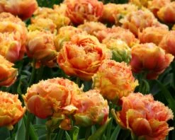 Tulip 'Sensual Touch' 10 Tulip 'Sensual Touch' -Flowers Sales Store tulip esprit 3