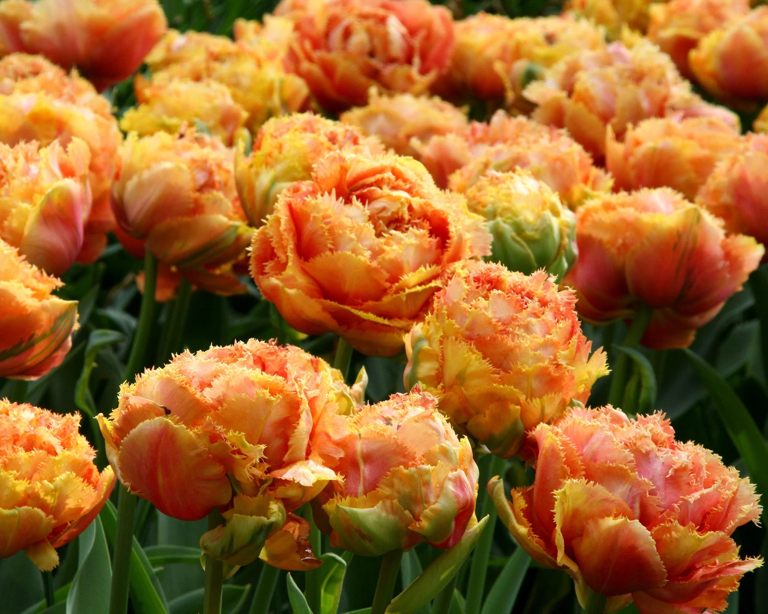 Tulip 'Sensual Touch' 6 Tulip 'Sensual Touch' - Image 4