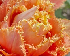 Tulip 'Sensual Touch' 11 Tulip 'Sensual Touch' -Flowers Sales Store tulip esprit 9