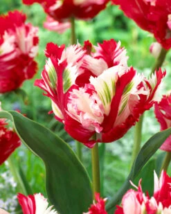 Tulip 'Estella Rijnveld'