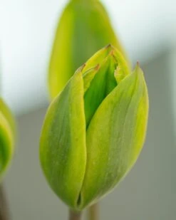 Tulip 'Evergreen' -Flowers Sales Store tulip evergreen 2