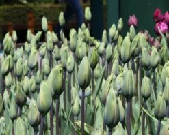 Tulip 'Evergreen' -Flowers Sales Store tulip evergreen 7