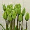 Tulip 'Evergreen' 1 Tulip 'Evergreen' -Flowers Sales Store tulip evergreen 7 d0c0c458 b988 4077 986f 906504815907