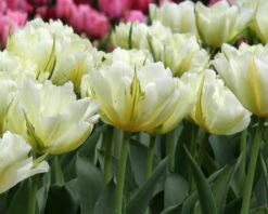 Tulip 'Exotic Emperor' -Flowers Sales Store tulip exotic emperor 1 1a4b2c5a bc8c 4ed2 a91f fead9cc57ef5