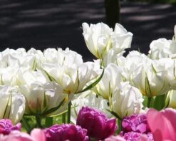 Tulip 'Exotic Emperor' -Flowers Sales Store tulip exotic emperor 1 a9848910 d306 4e7e 9025 fb2565a1d59f