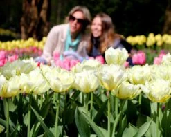 Tulip 'Exotic Emperor' -Flowers Sales Store tulip exotic emperor 2 c82c95af 220d 479f 8376 4f4b98b5769c