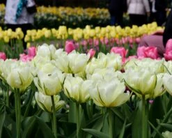 Tulip 'Exotic Emperor' -Flowers Sales Store tulip exotic emperor 3 90a3b33d 6a0e 488e 9101 7ca0f3e858f6