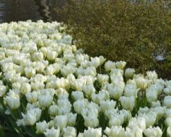 Tulip 'Exotic Emperor' -Flowers Sales Store tulip exotic emperor 4