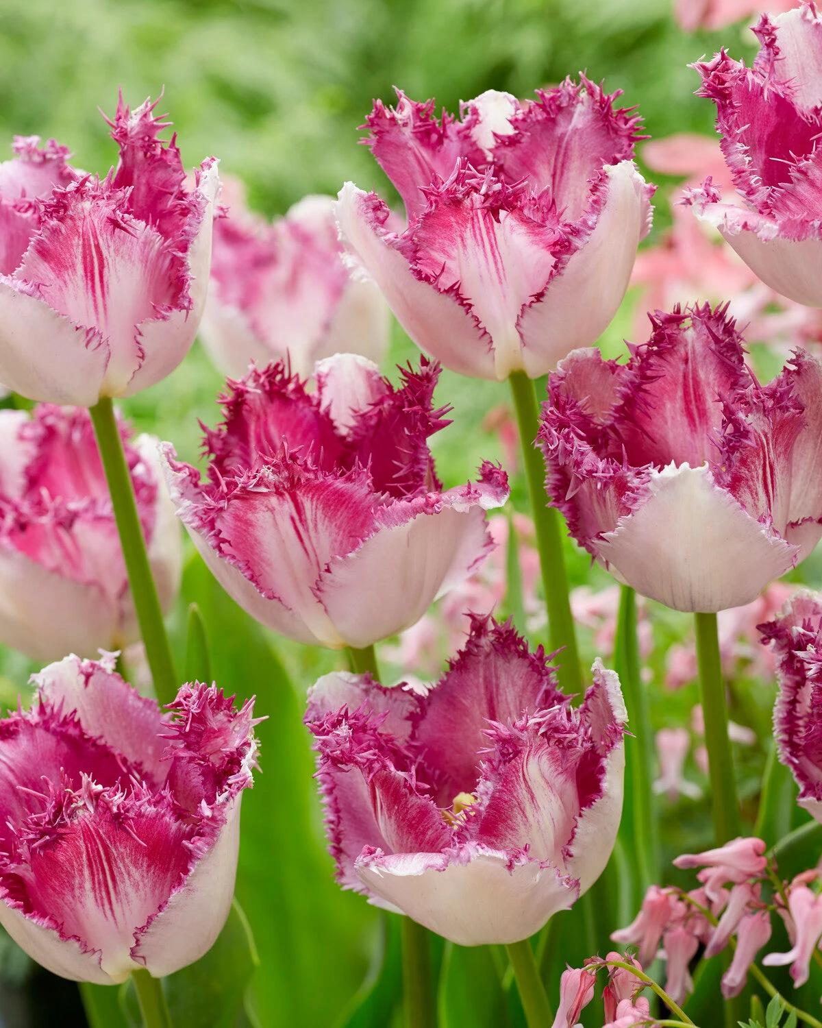 Tulip 'Eyelash' 4 Tulip 'Eyelash' - Image 2