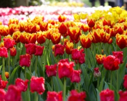 Tulip 'Fabio' 14 Tulip 'Fabio' -Flowers Sales Store tulip fabio 1