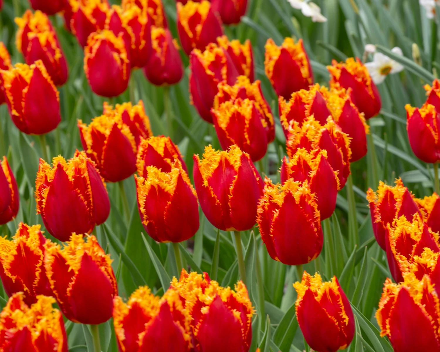 Tulip 'Fabio' 4 Tulip 'Fabio' - Image 2