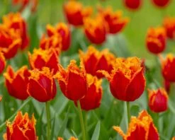 Tulip 'Fabio' 17 Tulip 'Fabio' -Flowers Sales Store tulip fabio 6