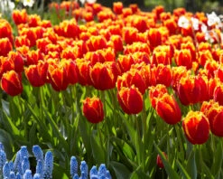 Tulip 'Fabio' 13 Tulip 'Fabio' -Flowers Sales Store tulip fabio 7