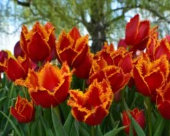 Tulip 'Fabio' 19 Tulip 'Fabio' -Flowers Sales Store tulip fabio 8