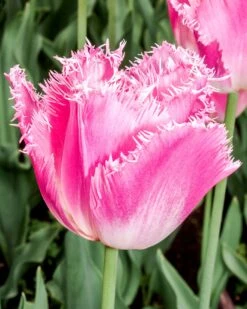 Tulip 'Fancy Frills' -Flowers Sales Store tulip fancy frills 0