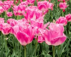 Tulip 'Fancy Frills' -Flowers Sales Store tulip fancy frills 1
