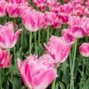 Tulip 'Fancy Frills' 1 Tulip 'Fancy Frills' -Flowers Sales Store tulip fancy frills 2