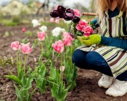 Tulip 'Fancy Frills' -Flowers Sales Store tulip fancy frills 3