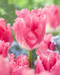 Tulip 'Fancy Frills' -Flowers Sales Store tulip fancy frills 4