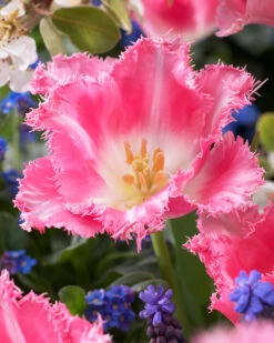 Tulip 'Fancy Frills' -Flowers Sales Store tulip fancy frills 5