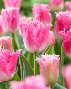 Tulip 'Fancy Frills' -Flowers Sales Store tulip fancy frills 7