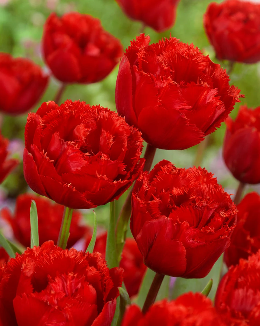 Tulip 'Fiery Dream' 4 Tulip 'Fiery Dream' - Image 2