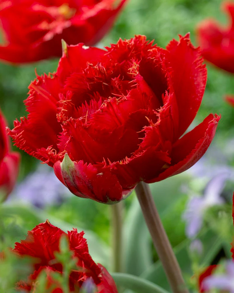 Tulip 'Fiery Dream' 3 Tulip 'Fiery Dream'