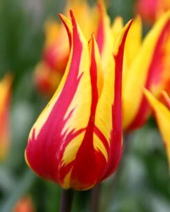 Tulip 'Fireworks' 10 Tulip 'Fireworks' -Flowers Sales Store tulip fireworks 1