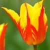 Tulip 'Fireworks' 2 Tulip 'Fireworks' -Flowers Sales Store tulip fireworks 1 2d63e80c 46df 4643 b473 c7a612abecde