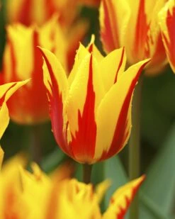 Tulip 'Fireworks' 12 Tulip 'Fireworks' -Flowers Sales Store tulip fireworks 2 b5548e30 da9b 42b9 8396 1c11c52f4283