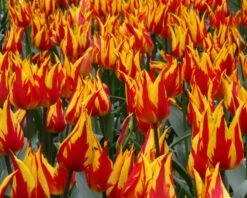 Tulip 'Fireworks' 13 Tulip 'Fireworks' -Flowers Sales Store tulip fireworks 4