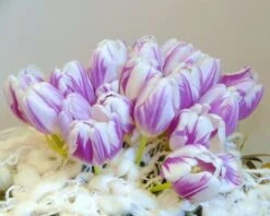 Tulip 'Flaming Flag' -Flowers Sales Store tulip flaming flag 2