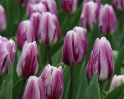 Tulip 'Flaming Flag' -Flowers Sales Store tulip flaming flag 2 d16314d6 4dbc 47e1 9bb9 2d61b6341749