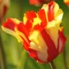 Tulip 'Flaming Parrot' -Flowers Sales Store tulip flaming parrot 10