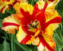 Tulip 'Flaming Parrot' -Flowers Sales Store tulip flaming parrot 11