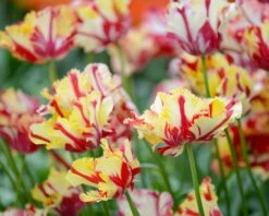 Tulip 'Flaming Parrot' -Flowers Sales Store tulip flaming parrot 4