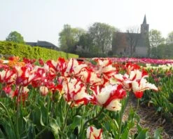 Tulip 'Flaming Parrot' -Flowers Sales Store tulip flaming parrot 5